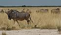 241 Etosha NP, gnoe